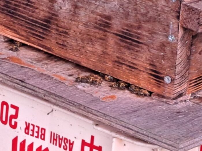 みつばち　 アカシア蜂蜜300g – はちみつとミードのはちみつ工房